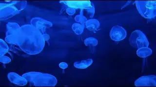 Entspannungsmusik mit Unterwasserger&auml;usche ohne Musik