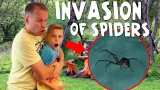 Black Widow Infestation!!