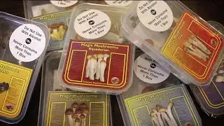 What's next after Denver decriminalizes psychedelic mushrooms?