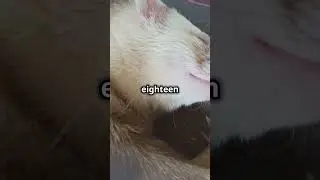 5 Fun Facts About Ferrets!