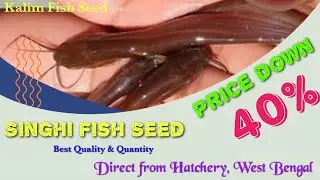 Why You're Overpaying for Singhi Fish Seed and How to Stop