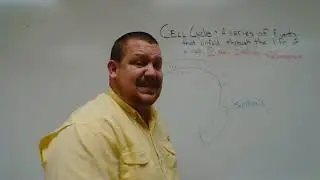 Cell Cycle with hydescience