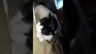 Om nom nom