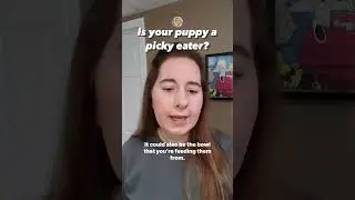 Щенок привередливый в еде #puppyfood #youtubedogshorts