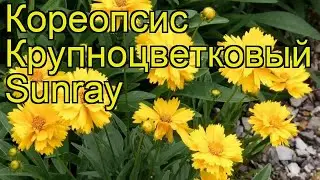 Кореопсис крупноцветковый Санрей. Краткий обзор, описание характеристик coreopsis grandiflora Sunray