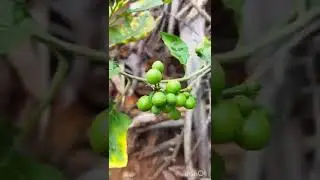 Turkey berry harvesting in our garden /🌱🌿☘
