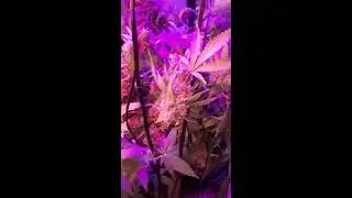 Biobizz bloom