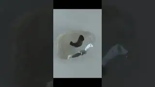 The Beautiful Process of Embryos Developing