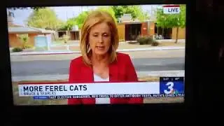 Vegas Cat Rescue on channel 3 news