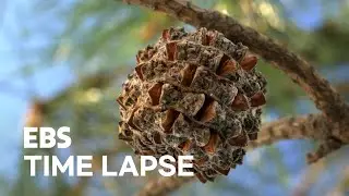 Pine Cone Opening Timelapse