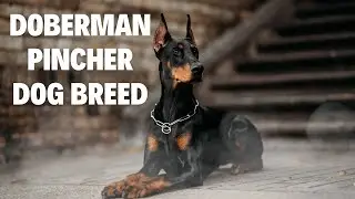 Doberman Pinscher | Temperament & Facts