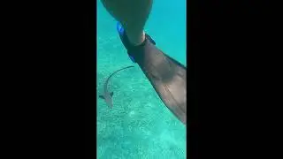 Trigger fish attack diver #jelajahlautan #triggerfish #tiomanisland