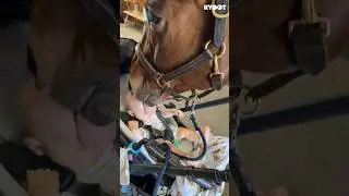 The horse approves 🐎😂 #shorts #horse #lick #baby #funny #kyoot