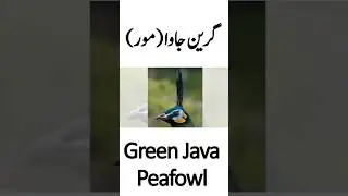 Green Java Peafowl | Difference Between Green Java And Indian Peafowl