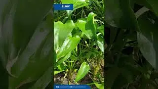 Waspadai Tiga GULMA BERBAHAYA pada Padimu!