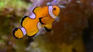 Setting up my new Red Sea max nano 75L saltwater reef frag tank coral and fish