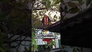 Aku Bantu Ngambil Layangan Bebean Nyangkut Di Pohon Milik De Yoga‼️