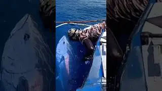 Ловля тунца на глубине океана #голубойтунец #подводнаяохота #подводноеохота