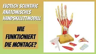 BEWERTUNG (2026): EVOTECH SCIENTIFIC Anatomisches Handskelettmodell. Infos