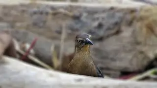 Female Great-tailed Grackle is busy busy busy!