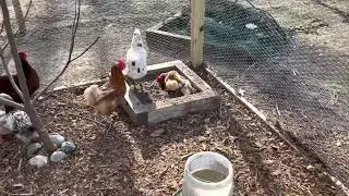 Chicken and Duck coop Tour