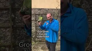 How to grow lentils from the supermarket #growyourgroceries