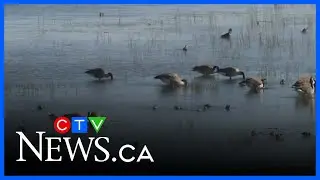 Historic bird sanctuary in Saskatchewan