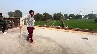 Naya kabootar ki video Kabootar king #kabutar #pigeon #pigeons #birds #kabootar #pigeonpose #pigeon