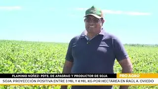 Soja: Proyección positiva entre 3 mil y 4 mil kg por hectárea en Raúl A  Oviedo