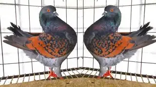 Best show king pigeons pair | fancy pigeon breeds | super king pigeons