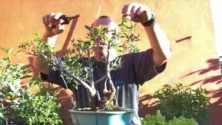 BONSAI CUIDADOS MIRTO (ARRAYAN) SEPTIEMBRE 2013
