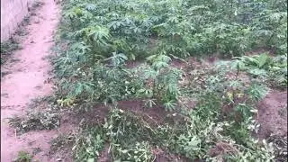 CASSAVA FARMING WITHOUT OWNING THE LAND PART 2 explained