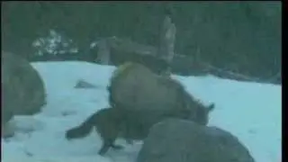 Wolves Hunting Elk in Snow