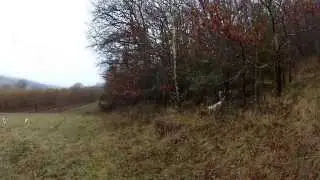 Chasse au lievre avec des Ariegeois