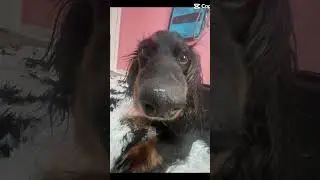 Big snoot#doggo
