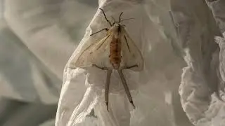 Crazy Creatonotos moth: Releases SCENT Plume (Coremata)