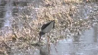 Lesser Yellowlegs (Tringa flavipes)