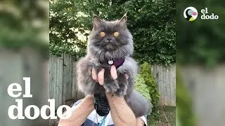 Gato valiente viaja alrededor del mundo hasta su nuevo hogar | El Dodo