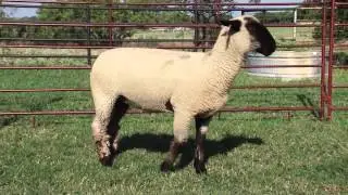 Chabot Show Lambs_4008
