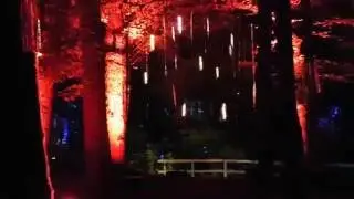 Enchanted Forest 2016 - Pitlochry - Faskally Wood
