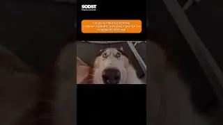 РАБОЧАЯ ВСТРЕЧА👩&zwj;🏫 #music #love #work #youtubeshorts #memes #job #jobmemes #shortvideo #shorts