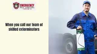 Pest Control Service- Toronto Emergency Pest Control