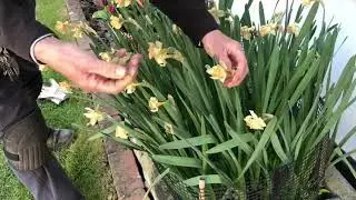 Deadheading Daffodils