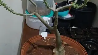 Live Replante da Pathuma 