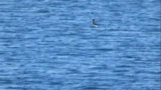 Red necked grebe, Cliffe Pools, Kent