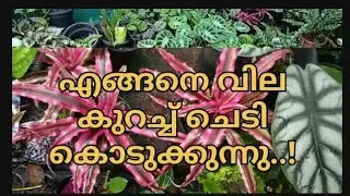 എങ്ങനെ  വില കുറച്ച് ചെടികൾ കൊടുക്കുന്നു 