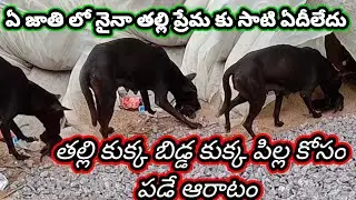 తల్లి కుక్క పిల్ల కుక్క కోసం ఆరాటం #dogs #lovingdogs #smalldogs #funnyshorts #funnydogs #fun