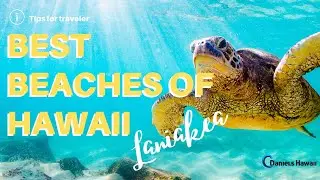 Turtle Beach in Hawaii on Oahu - Laniakea Beach Green Sea Turtle Tour Hawaii Danielshawaii.com