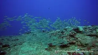Exploration Sous-Marine, Flic en Flac