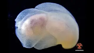 Philine quadripartita